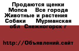 Продаются щенки Мопса. - Все города Животные и растения » Собаки   . Мурманская обл.,Снежногорск г.